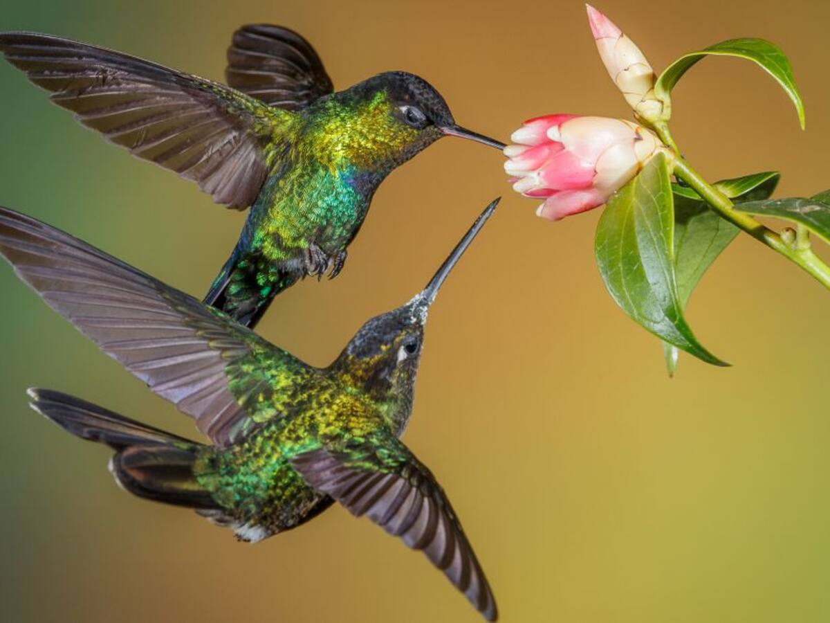 Colombia, el país con más especies de colibríes en el mundo