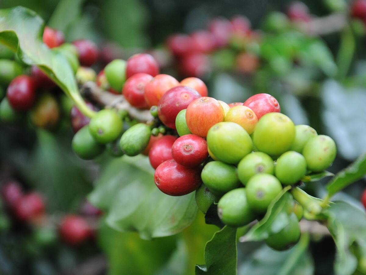 Una universidad presentó suelas de zapatos elaboradas a partir de residuos de café