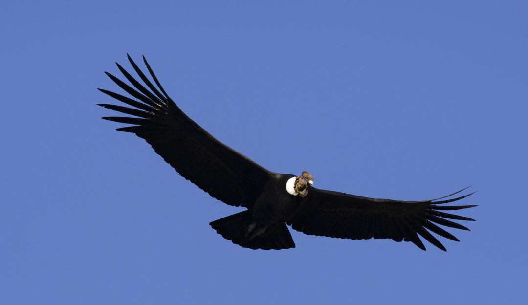 Se espera realizar nuevamente el censo para reconfirmar los resultados del primero. 