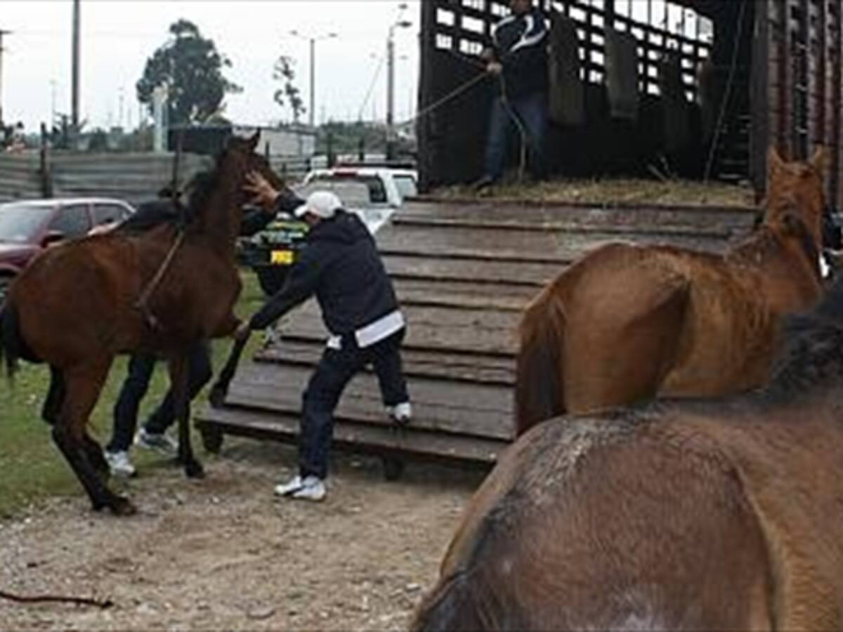 2.000 caballos recuperados por el Distrito ya están rehabilitados
