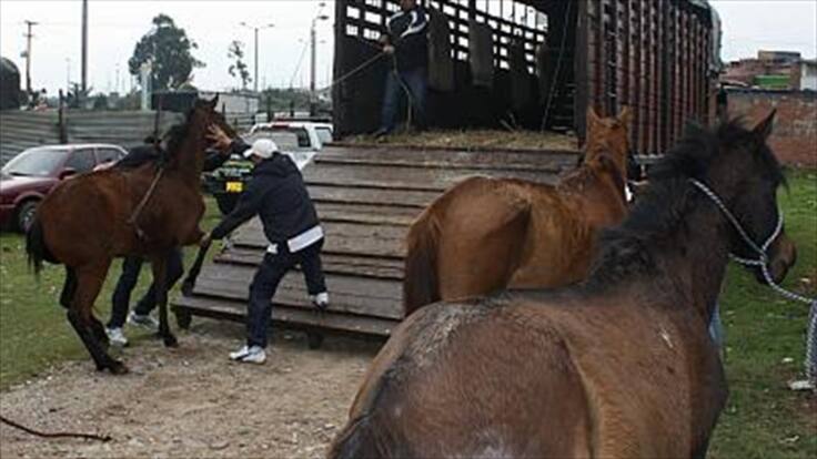 2.000 caballos recuperados por el Distrito ya están rehabilitados