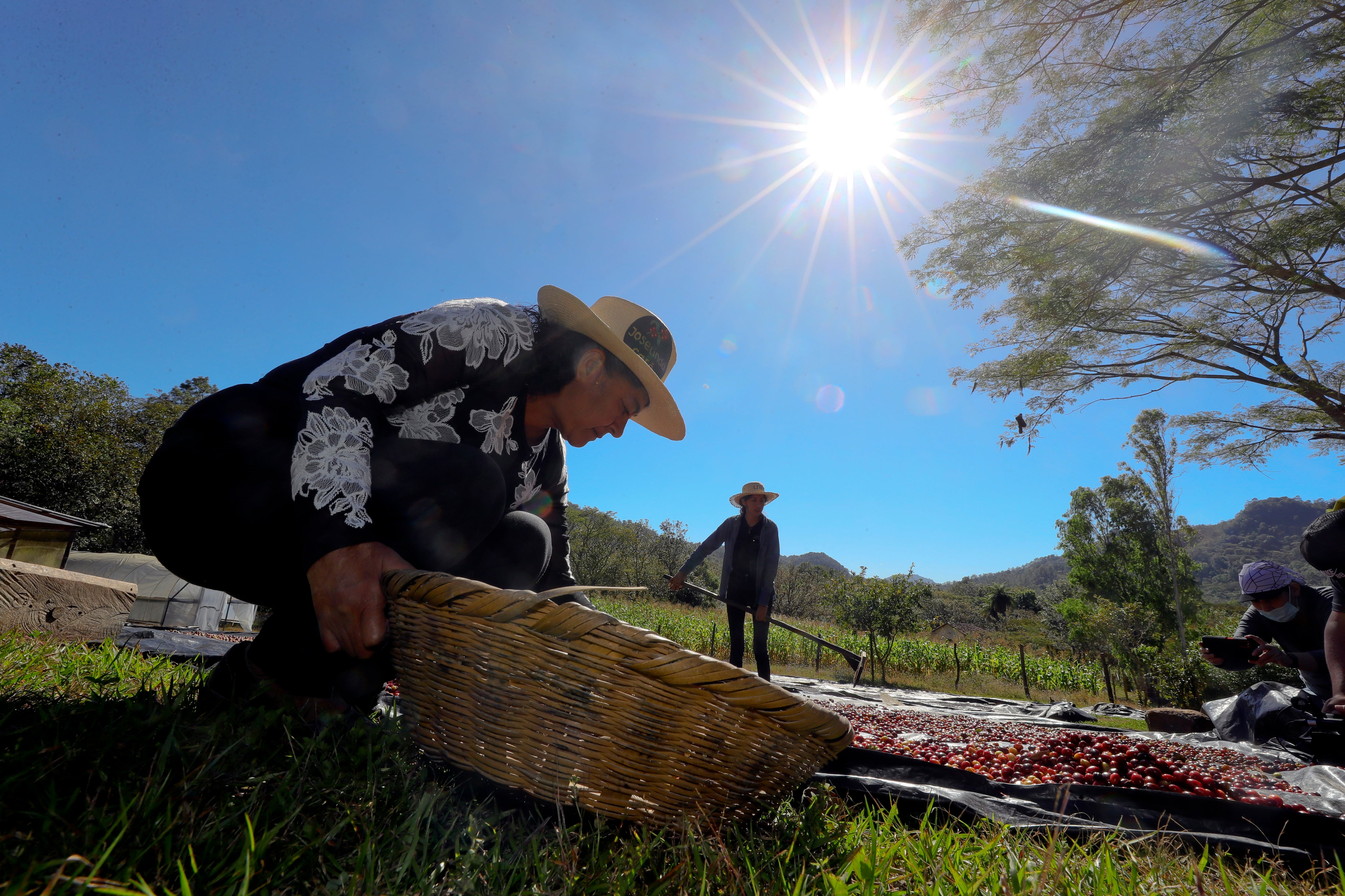 HON01. MÁRCALA (HONDURAS), 29/01/2024.- La hondureña Joselinda Manueles, productora de café, trabaja en su finca Los Cascabeles el 9 de enero de 2024, en Márcala, departamento de La Paz (Honduras). La industria cafetera de América Latina, la más grande del mundo al representar el 61 % de la producción global, se esfuerza hoy en abrirle mercado a sus cafés especiales, un as bajo la manga frente a los estragos que causan la crisis climática, la migración y los cambiantes precios internacionales. En Honduras los cultivadores han incorporado estrategias de agricultura ecológica para mitigar los impactos climáticos. EFE/ Gustavo Amador