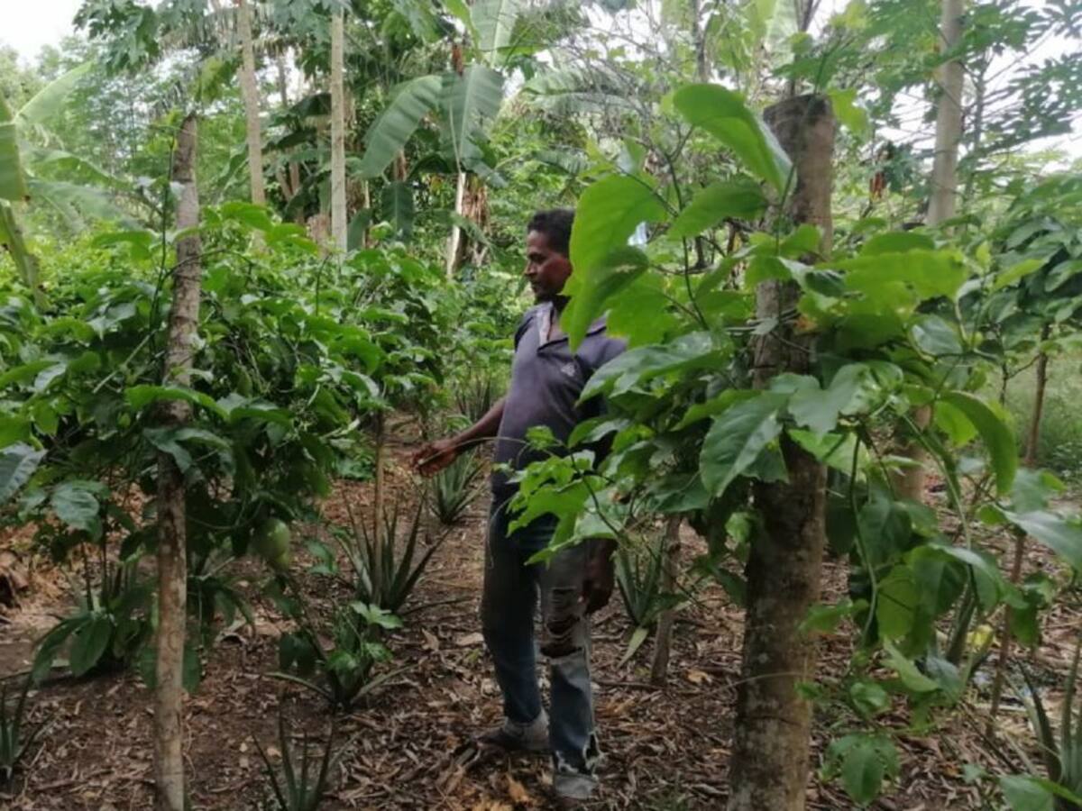 UMATA estudiará cultivos en parcela demostrativa de Bayunca