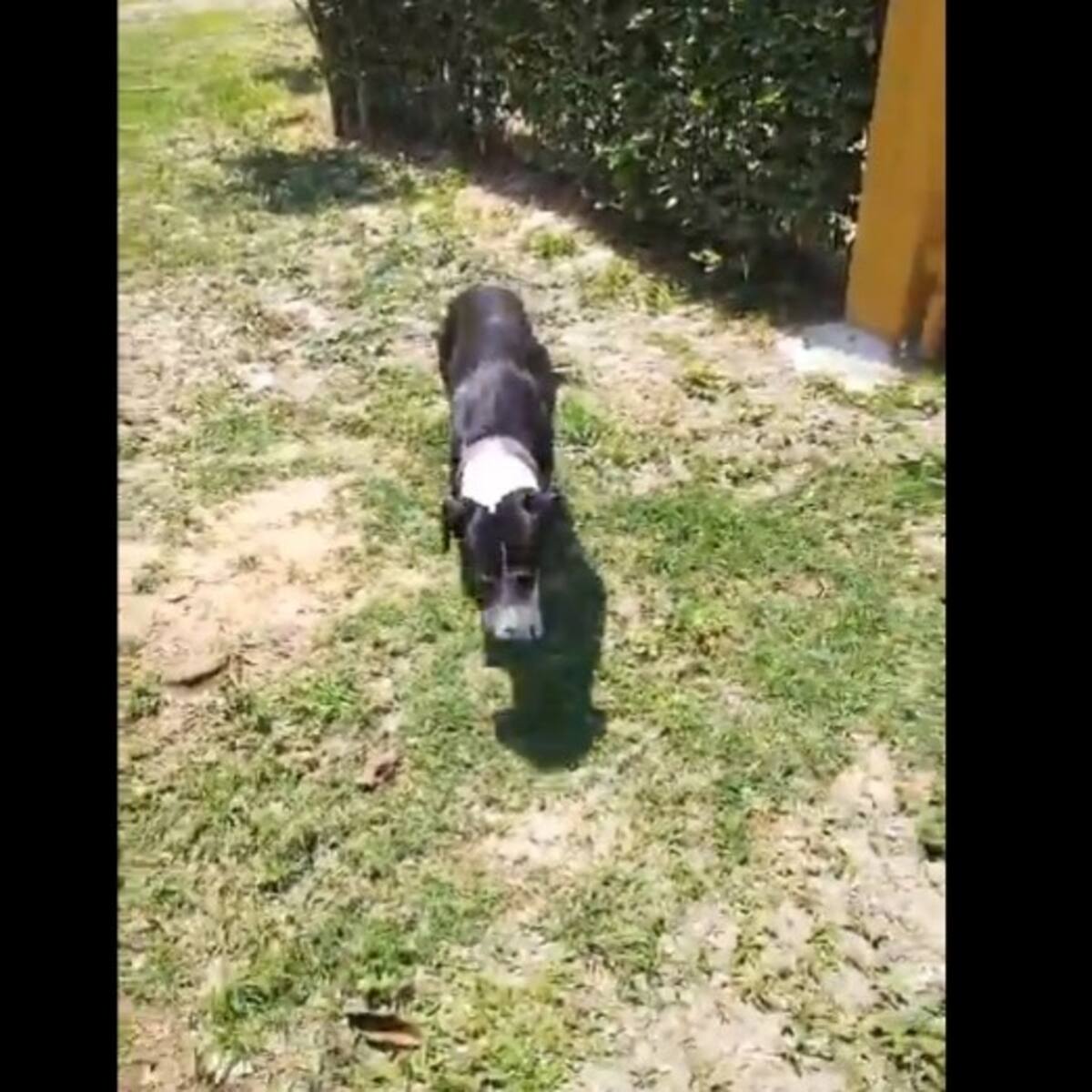 “Vimos el video y no le dimos importancia”: dueño de la perrita supuestamente abandonada