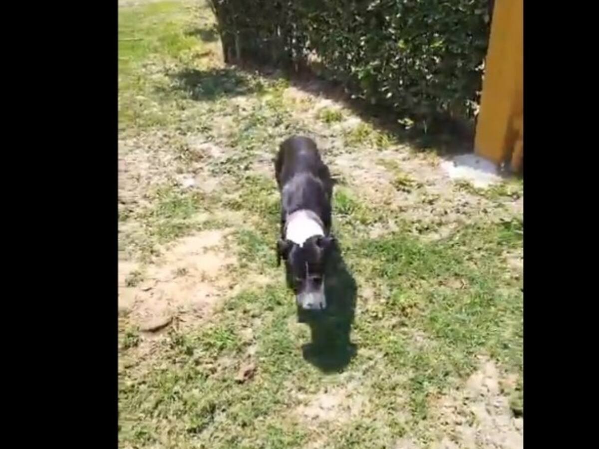 “Vimos el video y no le dimos importancia”: dueño de la perrita supuestamente abandonada