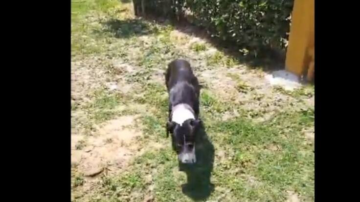 Diego Carreño, dueño de perrita que se hizo viral.