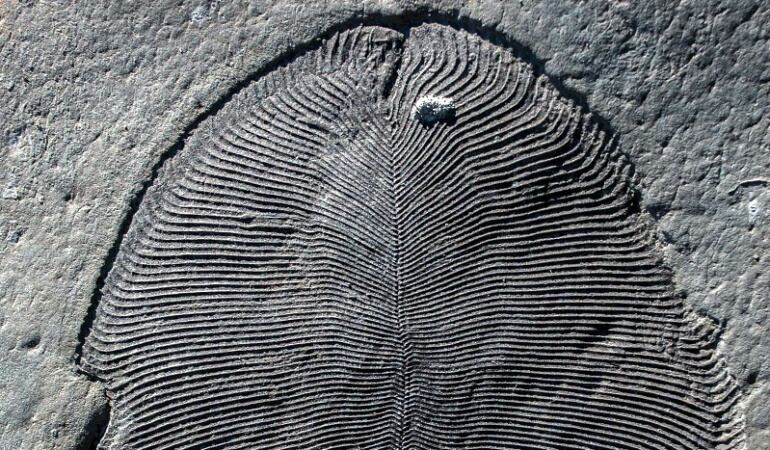 Rastros de 'grasa'confirman que raros fósiles fueron los primeros animales