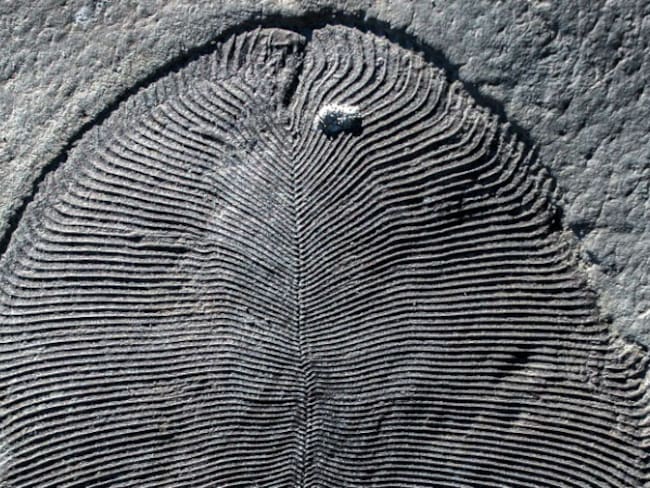 Rastros de &#039;grasa&#039;confirman que raros fósiles fueron los primeros animales