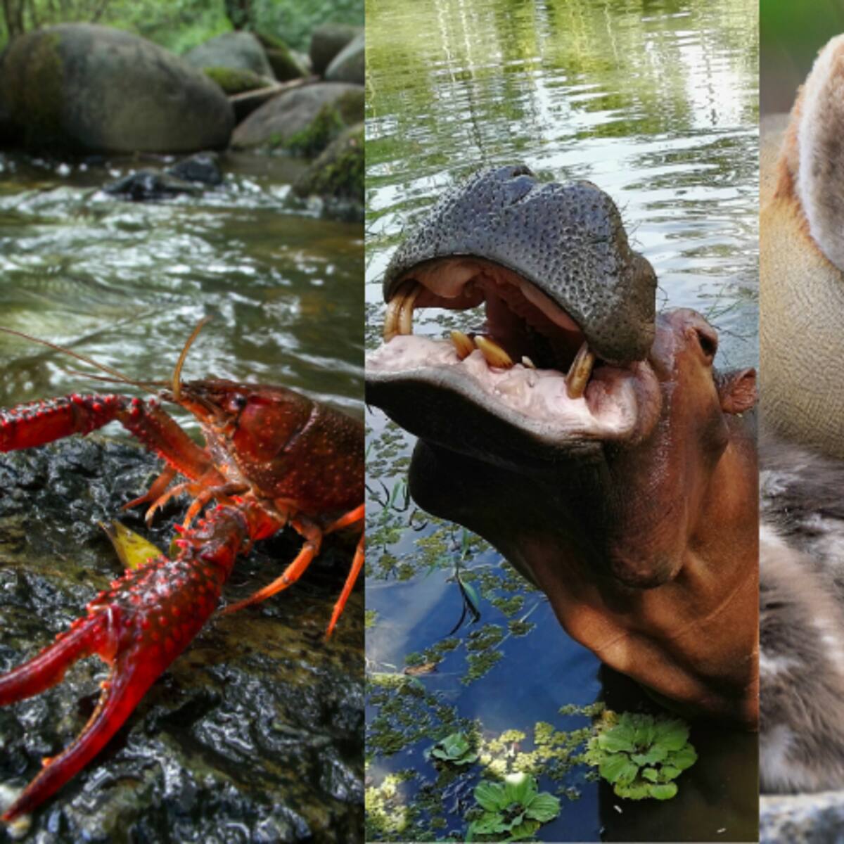 Estas son las especies invasoras, además del hipopótamo, que hay en Colombia: Listado oficial 2026