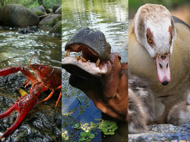 Estas son las especies invasoras, aparte del hipopótamo, que hay en Colombia: Listado oficial 2026. Getty Images