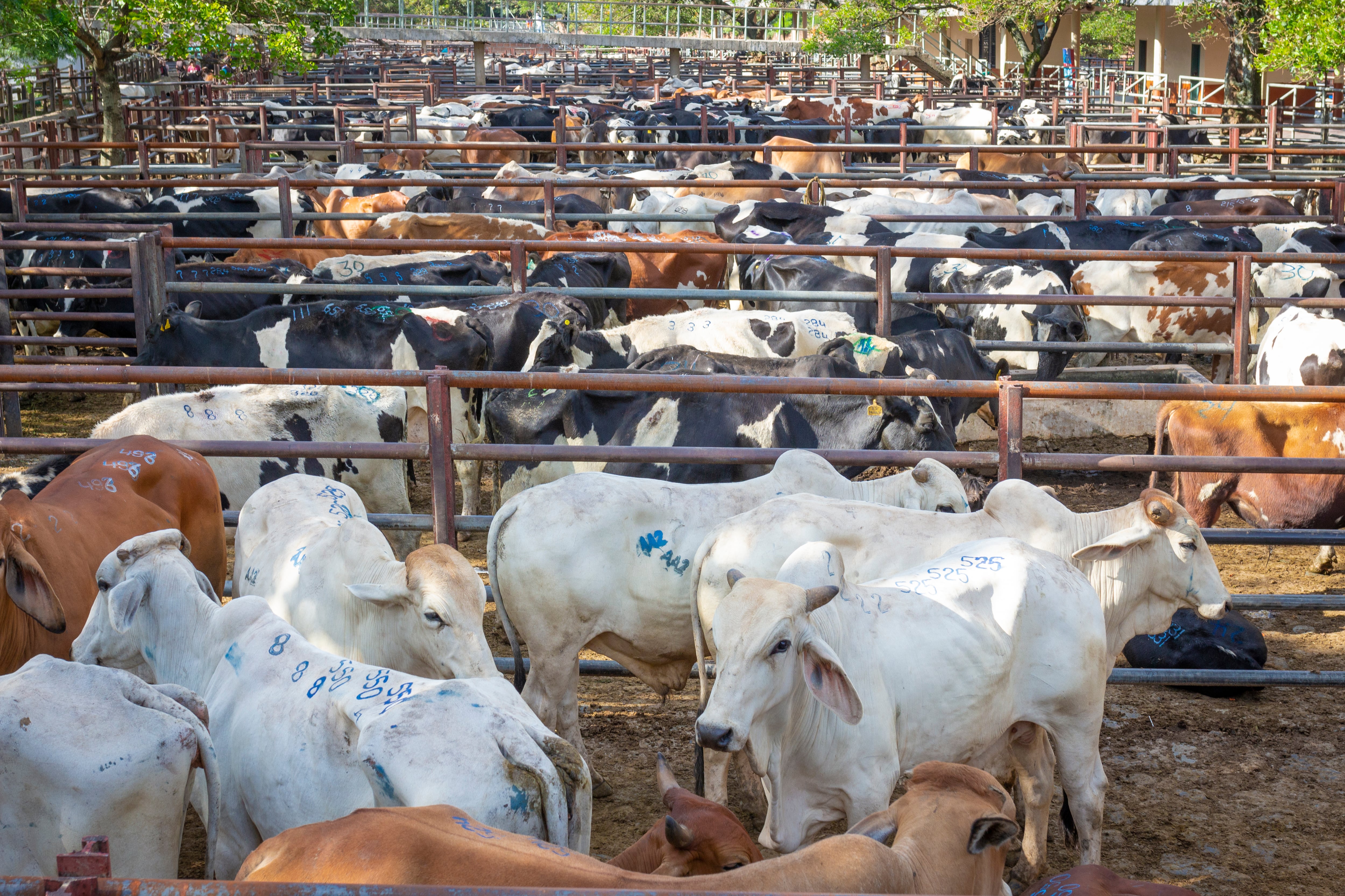 Cadena de valor cárnica bovina Colombia (Getty Images).