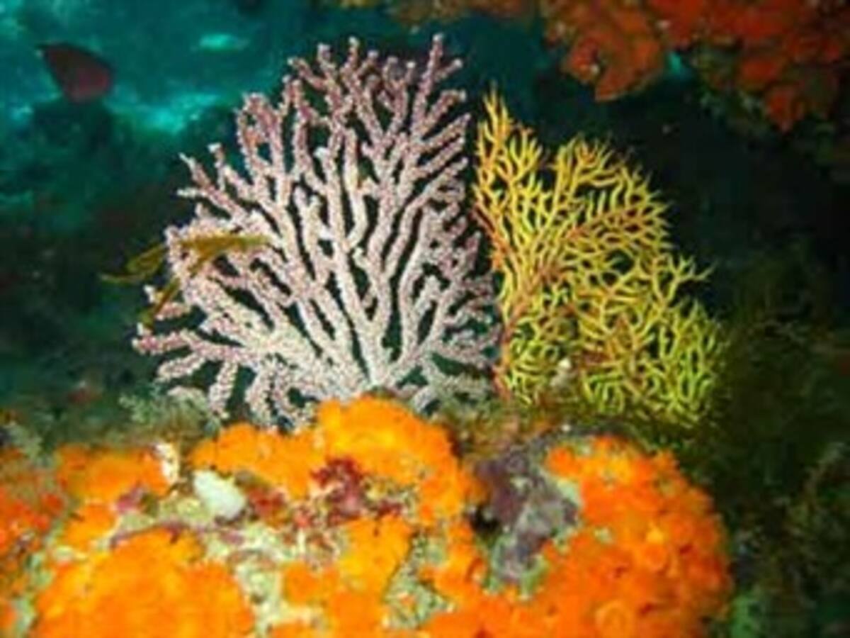 El cambio climático atrae nuevas especies a los fondos marinos del Estrecho