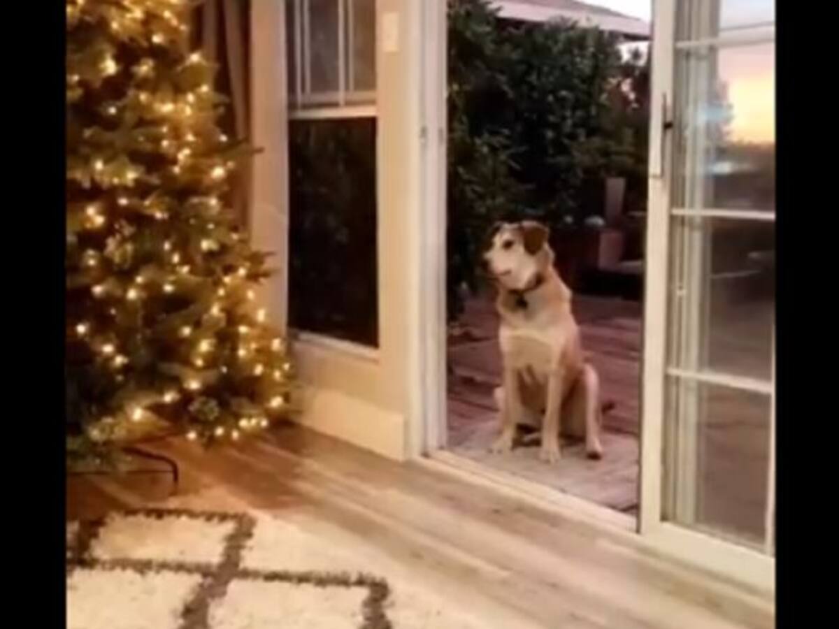 Cómico video de un perro que espera que le abran una puerta invisible