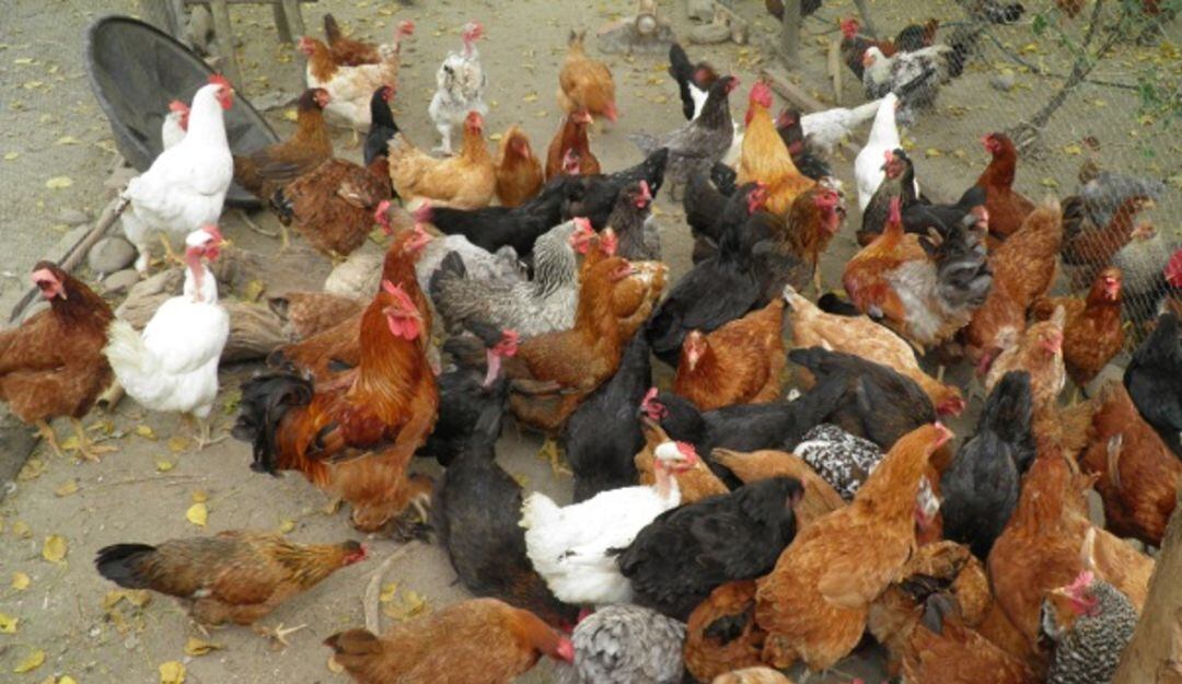 Lote de gallinas criollas 