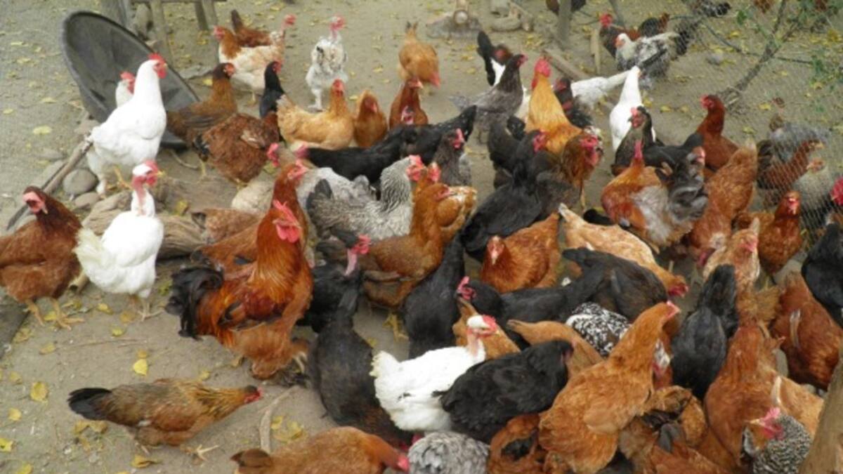 Cría de gallinas agroecológicas, una apuesta para el campo