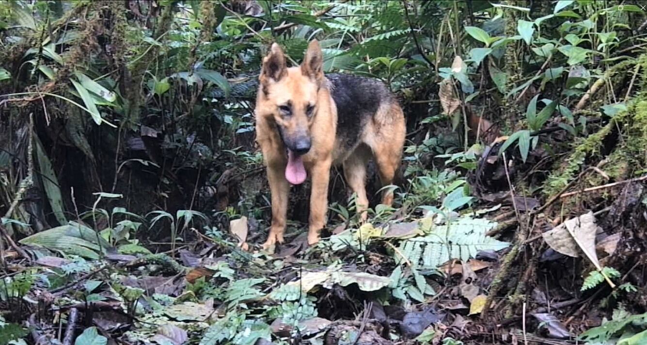 Estos perros compiten por alimento-presas con las especies silvestres, especialmente las carnívoras, disminuyendo la posibilidad de sobrevivencia