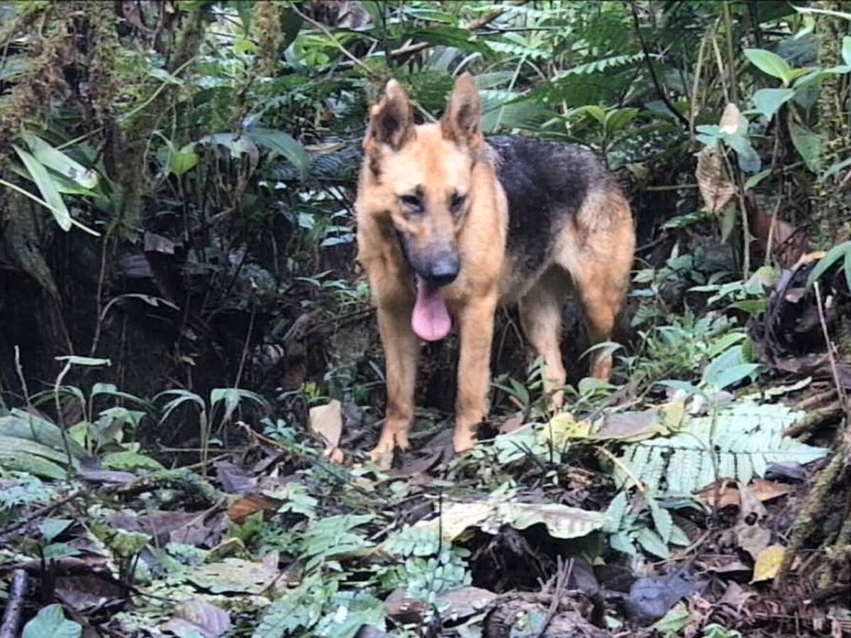 CAM continúa alertando que perros abandonados amenazan la biodiversidad en el Huila