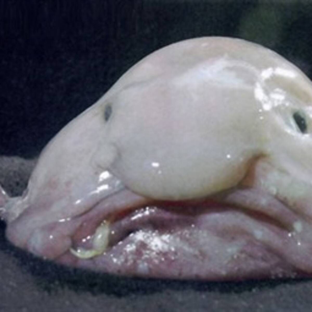 ¿Cuál será el animal más feo del mundo?