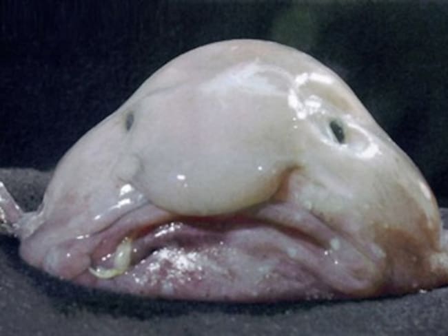 ¿Cuál será el animal más feo del mundo?