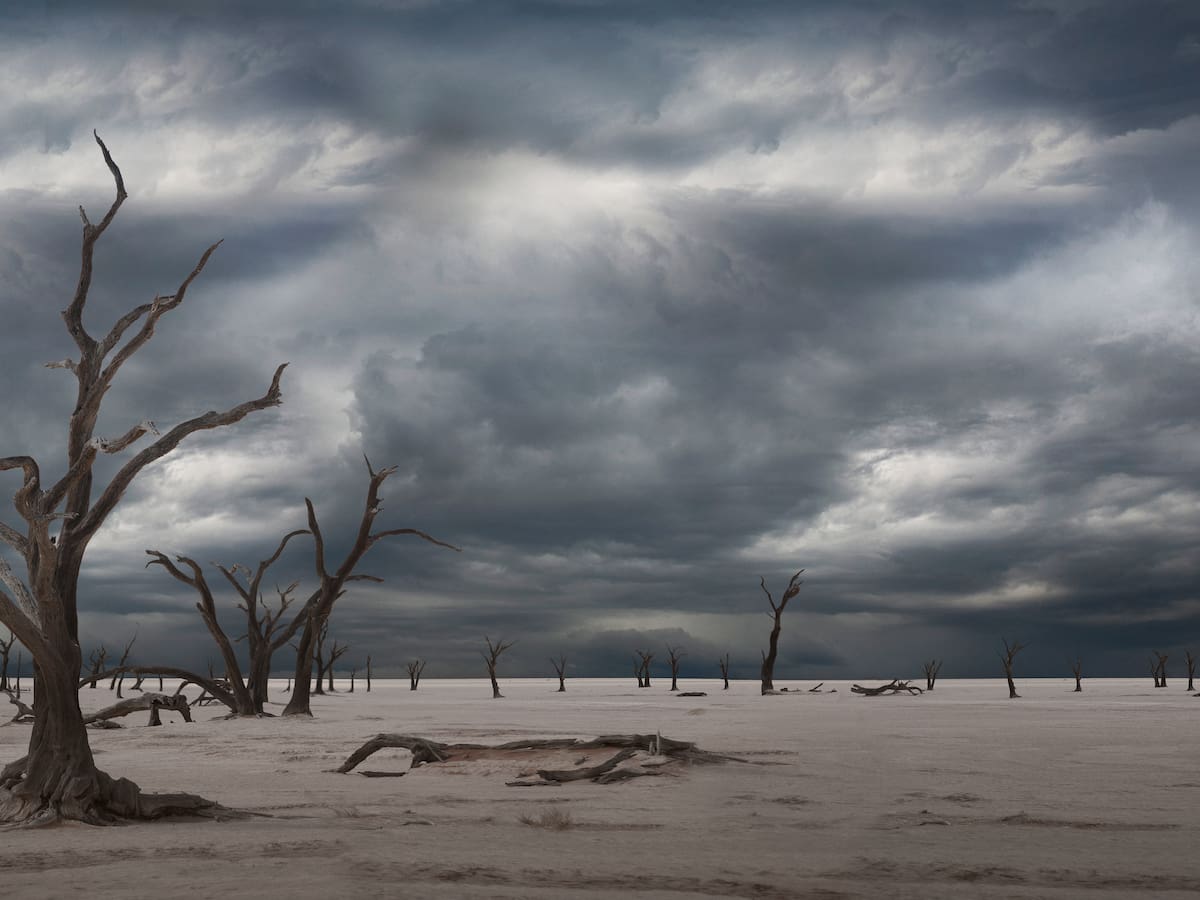 ¿Qué es el árbol de la vida? La actual extinción masiva lo estaría eliminando
