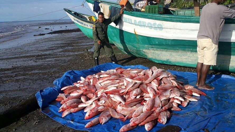 El plan del ministerio de Agricultura para combatir la pesca ilegal. Foto: Colprensa
