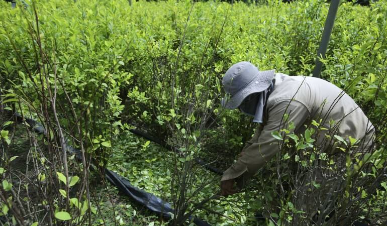 Cultivadores de hoja de coca piden que se cumpla con Programa de Sustitución