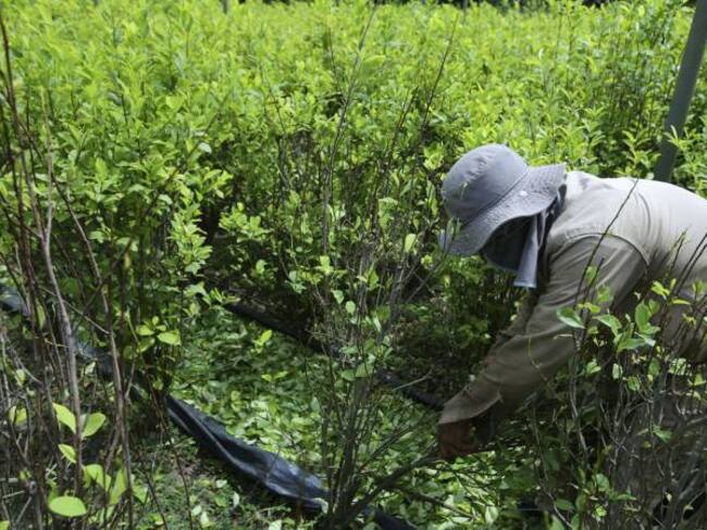 Cultivadores de hoja de coca piden que se cumpla con Programa de Sustitución