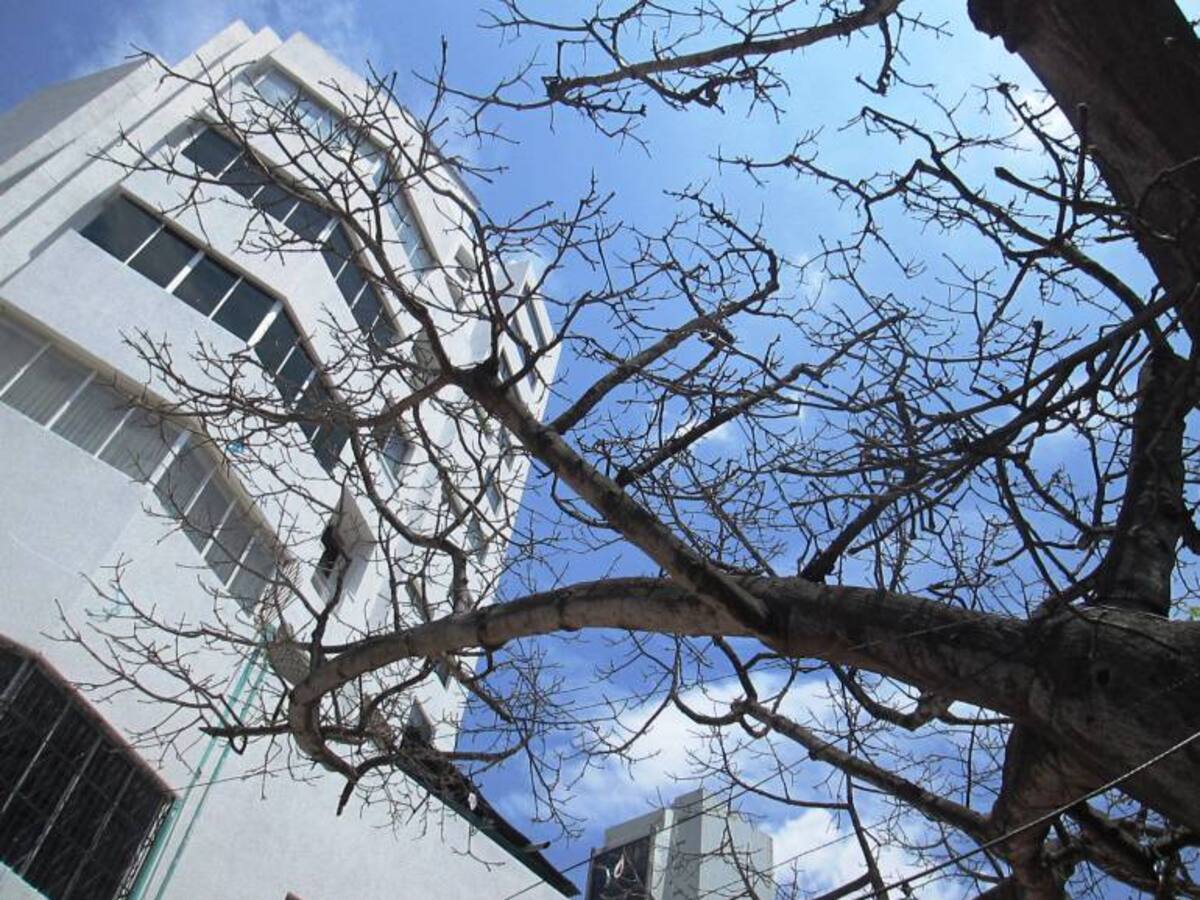Denuncian crítica situación de árboles centenarios en el Centro de Cartagena