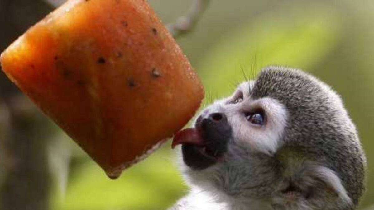 HELADOS PARA ANIMALES