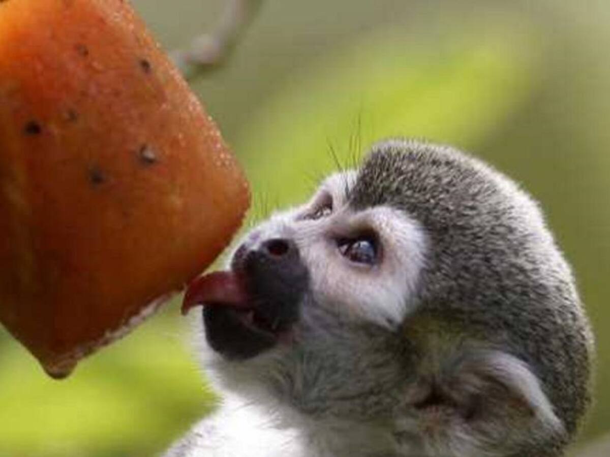 HELADOS PARA ANIMALES