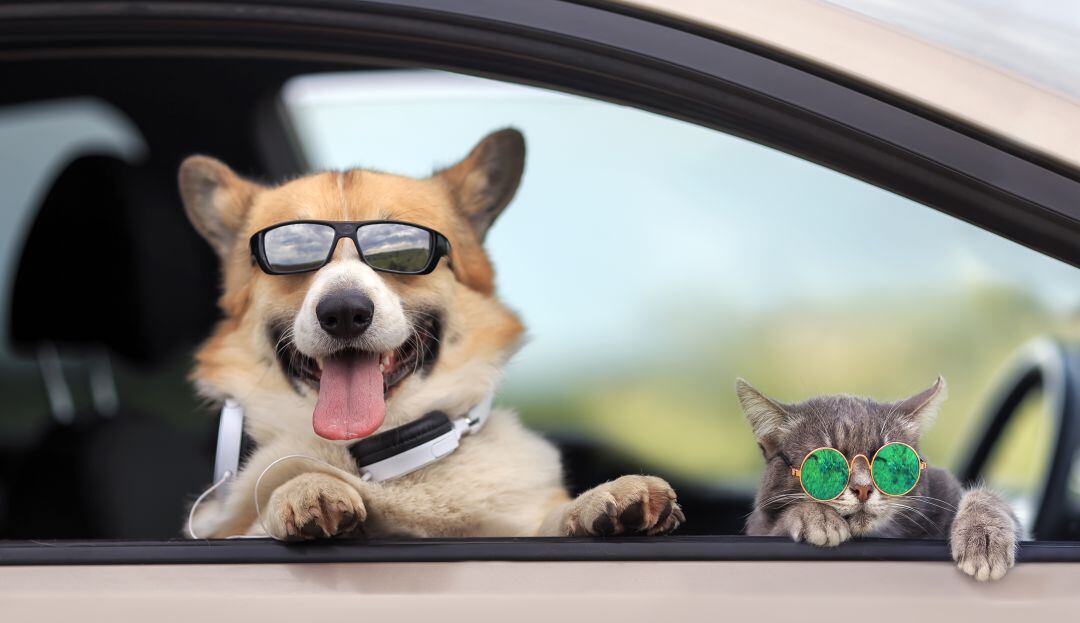 Semana Santa: Recomendaciones para viajar en carro con una mascota