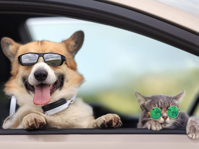 Semana Santa: Recomendaciones para viajar en carro con una mascota