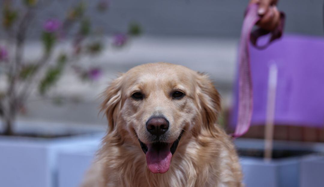 Día exclusivo para proyectos animalistas y ambientalistas en el Congreso