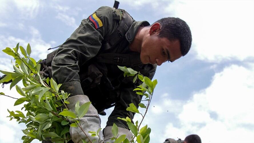 A pesar de los esfuerzos del gobierno de Juan Manuel Santos durante los últimos años, Colombia continúa siendo la principal fuente de cocaína para el mercado estadounidense. Foto: Colprensa