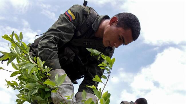 A pesar de los esfuerzos del gobierno de Juan Manuel Santos durante los últimos años, Colombia continúa siendo la principal fuente de cocaína para el mercado estadounidense. Foto: Colprensa