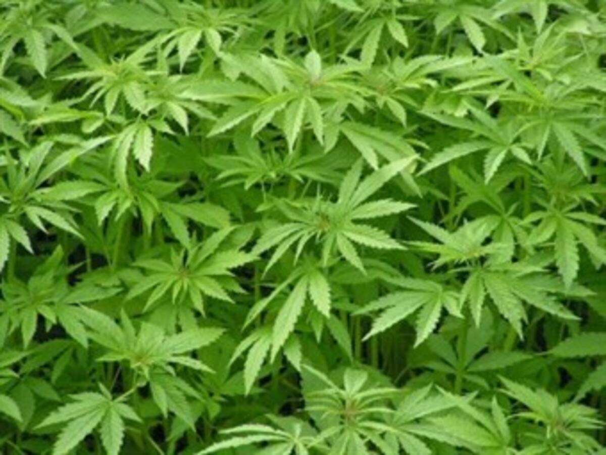 Decomisan una tonelada de marihuana en Cúcuta