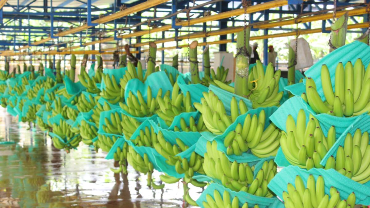 Bananeros advierten que se perdería un millón de cajas por bloqueos en Urabá