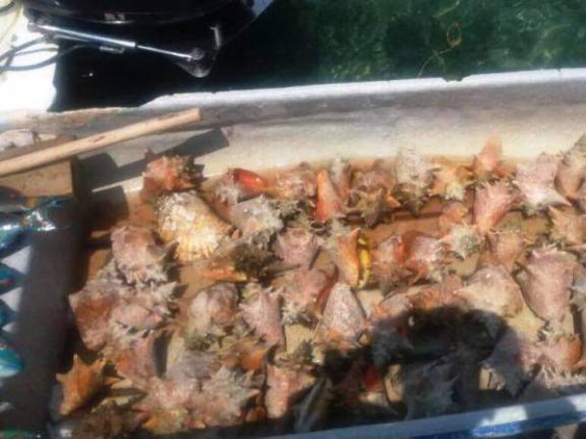 Recuperadas especies protegidas en Islas del Rosario