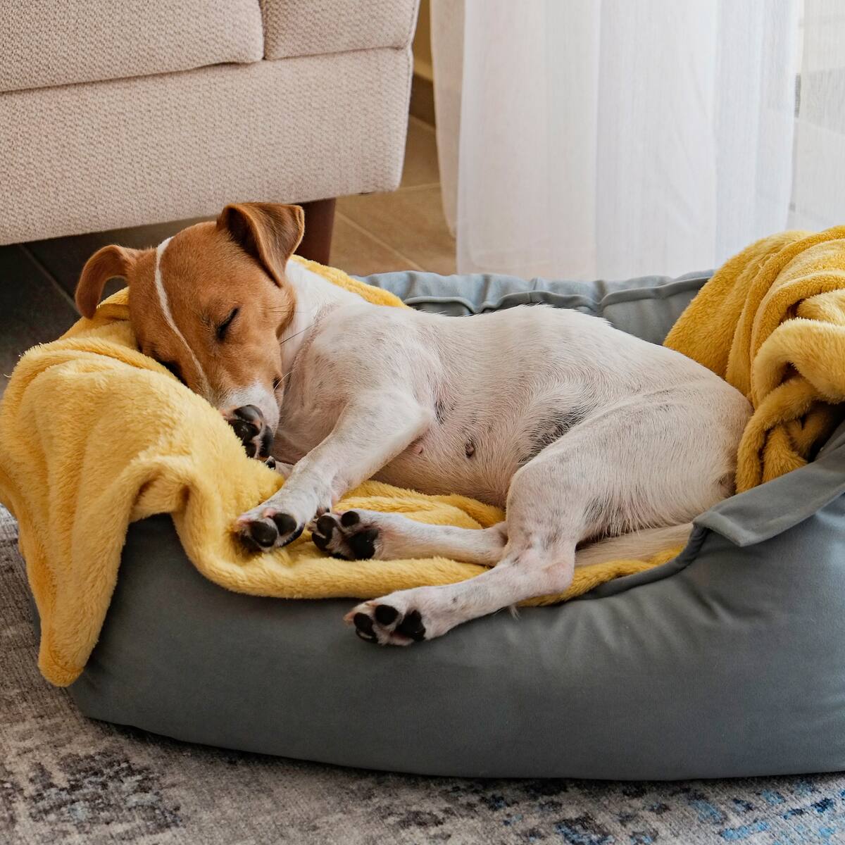 ¿Qué sueñan los perros? Un estudio de Harvard revela sus sueños y pesadillas