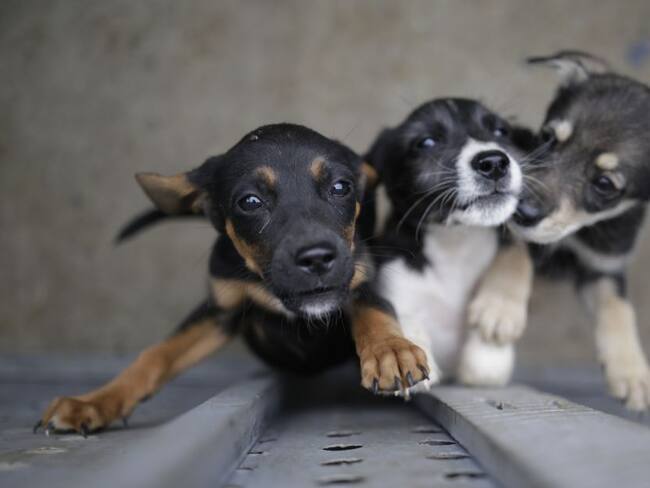 Congreso aprobó proyecto que busca contrarrestar el abandono animal