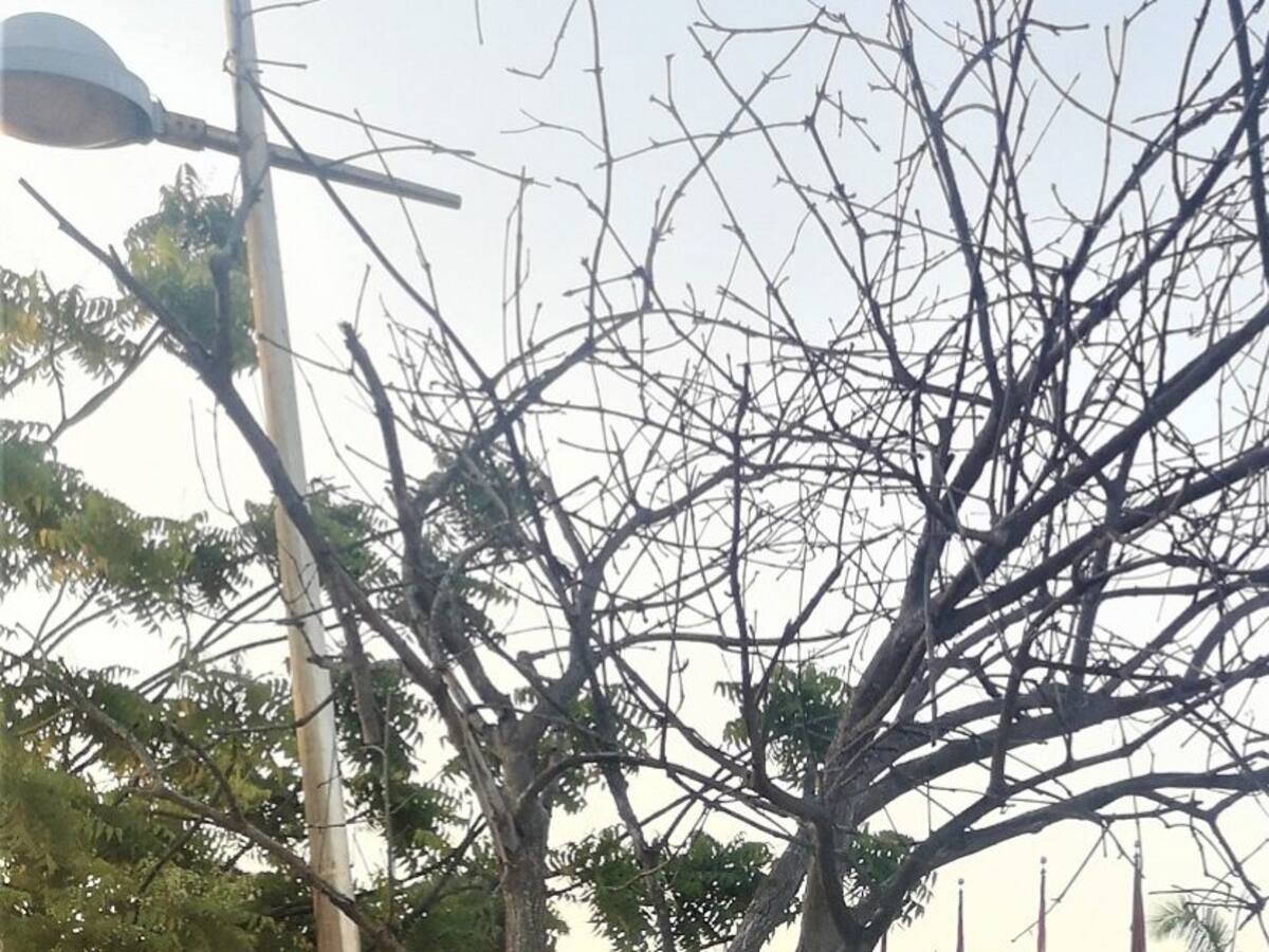 Alertan sobre deterioro del Camellón de los Mártires en Cartagena
