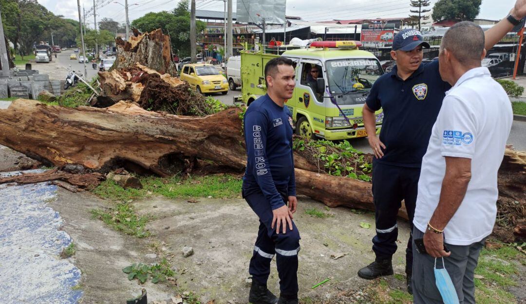 Caída de un árbol en la vía a Mirolindo