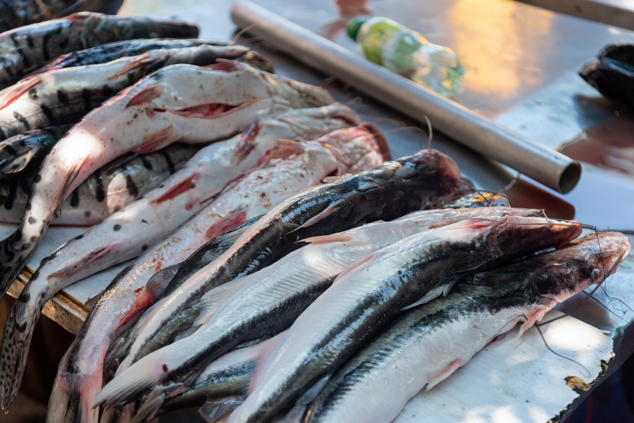 Pescado fresco del río Magdalena. Foto: Getty Images