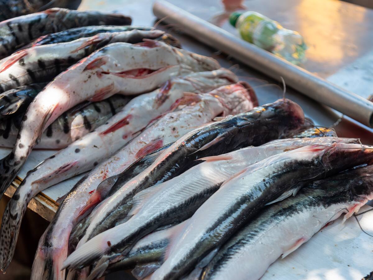 Llegó la subienda y es la mejor en 20 años, según pescadores del río Magdalena