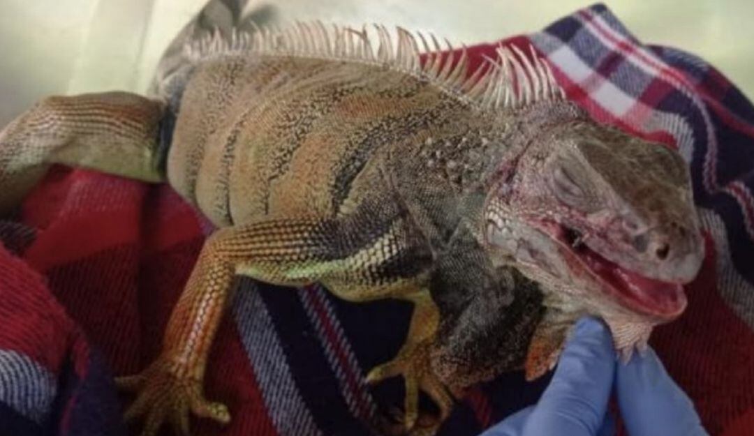 Iguanas incautadas por las autoridades ambientales
