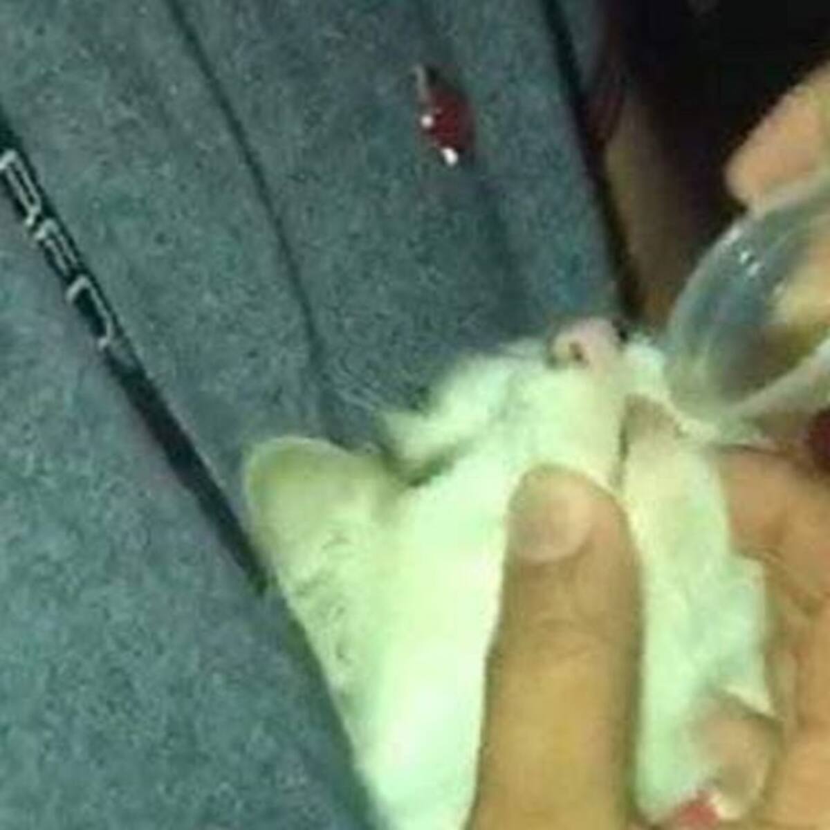 ¿Licor o suero? Polémica en Calarcá, Quindío por caso de maltrato animal