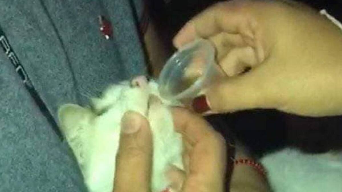 Informe maltrato animal, Calarcá, Quindío