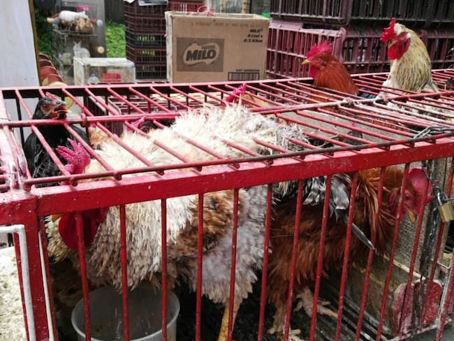 Personería alertó sobre maltrato a los animales en plazas de mercado