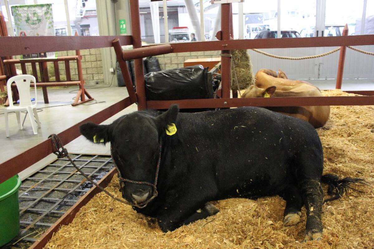 Así va la puesta en marcha de Expocolanta 2014