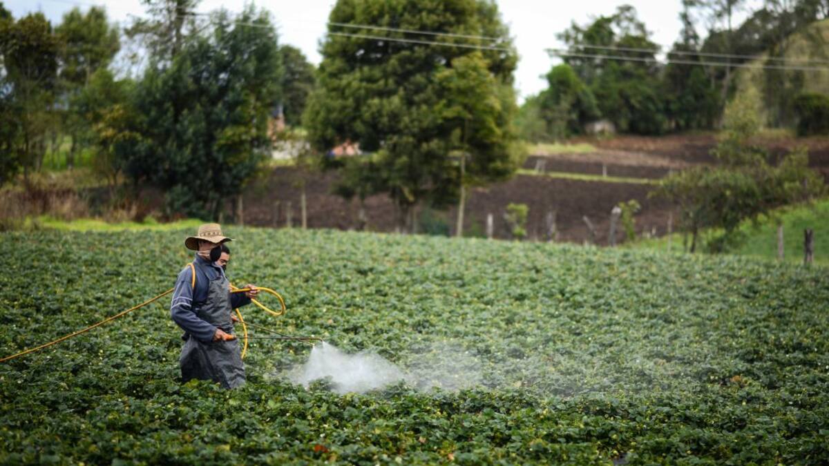 ¿A qué deben estar atentos los agricultores? MinAgricultura explica